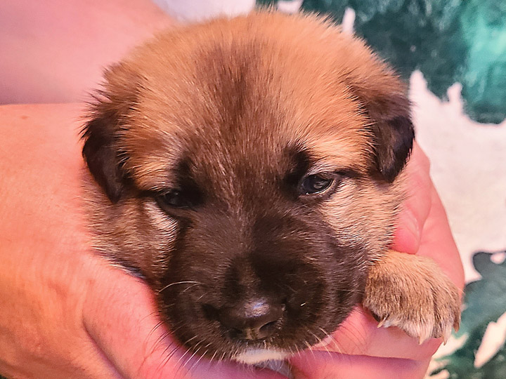 chinook puppy